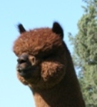 Kirwin